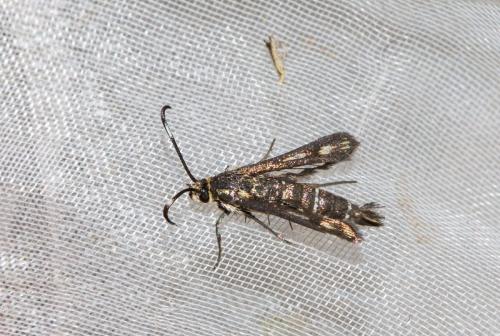 Pyropteron meriaeformis